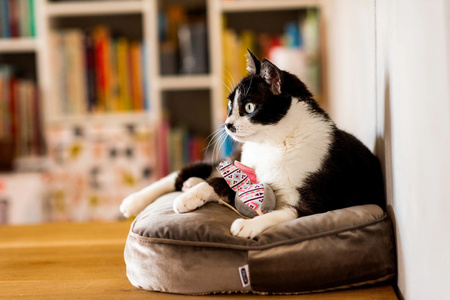 Zolux Poducha dla kota ze zdejmowana poszewką CHAMBORD kol. jasny brąz