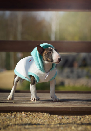 Zolux Sweterek TEDDY T30 kol. kremowy