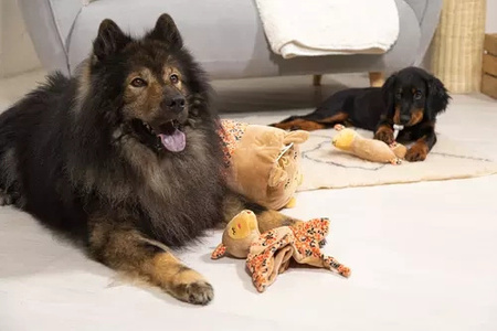 Zolux Zabawka pluszowa dla psa CHIQUITOS leniwiec podłużny XL 18,2x35,5x74