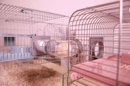 ZOLUX Klatka dla małych gryzoni Panas Colour 50 kol. różowy