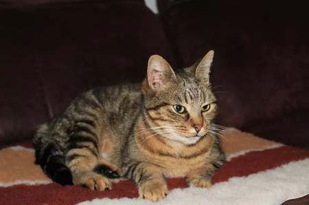 Zolux Dry bed posłanie izolujące dla psa i kota wzór tęczy 50x60 cm