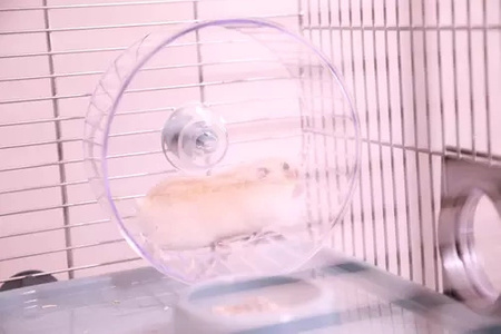 ZOLUX Klatka dla małych gryzoni Panas Colour 80 kol. niebieski