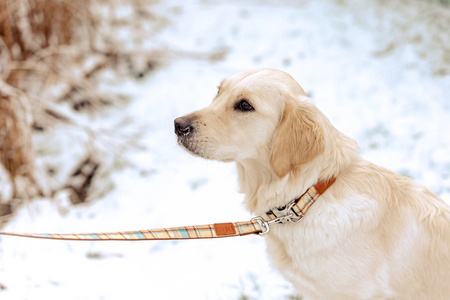 Zolux Smycz dla psa wytrzymała IMAO SCOTT 20 mm/1,2 m kol. niebieski