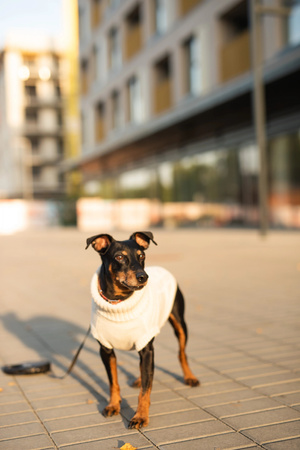 Zolux Sweterek LEGEND T35 kol. beżowy