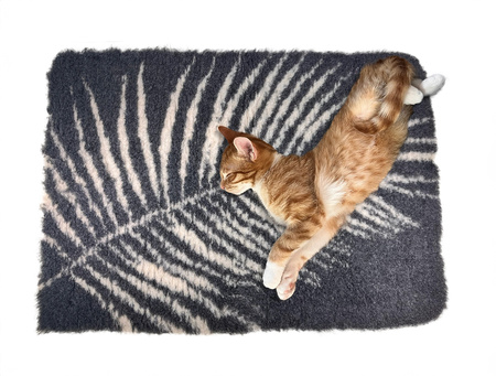 ZOLUX Dry bed posłanie izolujące dla psa wzór roślinny 75x95 cm kol. grafit