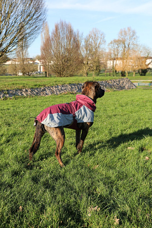 ZOLUX Kurtka przeciwwiatrowa dla psa BIVOUAK 60 cm czerwona