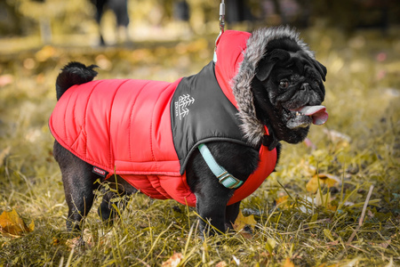 Zolux Ubranko puchowe MOUNTAIN T30 kol. czerwony