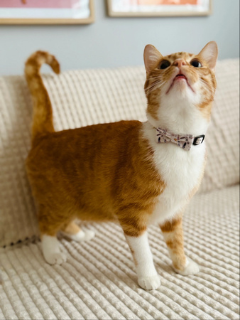 ZOLUX Obroża dla kota z muszką CHATOUILLE beżowa