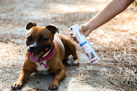 FRANCODEX Mgiełka na pasożyty dla psa i kota ECTO CHOC PARASITES DUO 290 ml