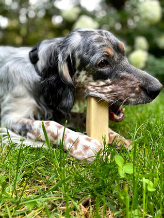 ZOLUX Przysmak naturalny dla psa Ser himalajski L 86 g