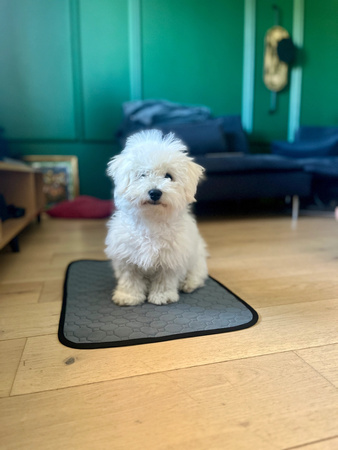 ZOLUX Mata higieniczna wielokrotnego użytku L 90x60 cm