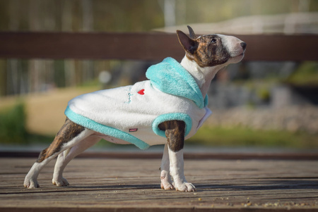 Zolux Sweterek TEDDY T30 kol. kremowy