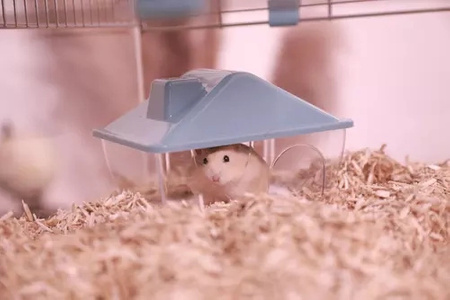 ZOLUX Klatka dla małych gryzoni Panas Colour 80 kol. niebieski