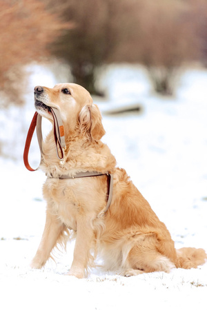 Zolux Szelki dla psa regulowane IMAO MAYFAIR 15 mm kol. szary