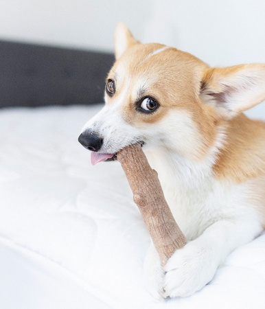 PETSTAGES DOGWOOD SMALL PATYK PS217