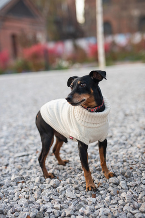 Zolux Sweterek LEGEND T30 kol. beżowy