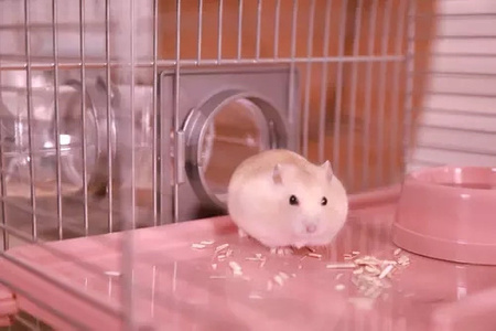 ZOLUX Klatka dla małych gryzoni Panas Colour 60 kol. różowy