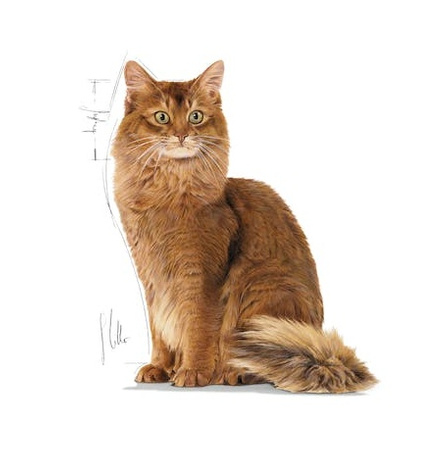 Royal Canin Ultra Light pasztet karma mokra dla kotów dorosłych, z tendencją do nadwagi saszetka 85g