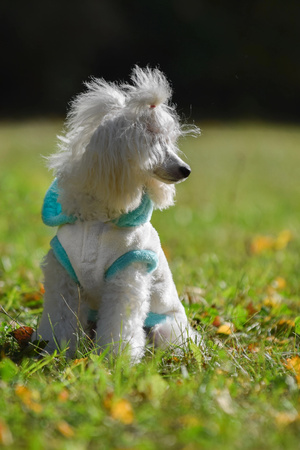 Zolux Sweterek TEDDY T30 kol. kremowy