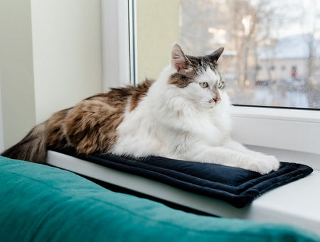 MIMIKO Pets Mata Velvet 25x70cm czarny