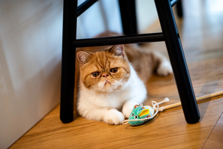 Zolux Zabawka dla kota wędka mysz KALI kol. zielony 40 cm