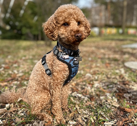 CHABA SZELKI GUARD STORY M TRANSYLVANIA 2,0/35-55cm wysyłka 24 H 1G