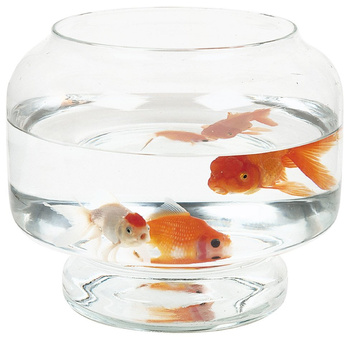 Zolux Akwarium kula Neptun 25 cm 6 l