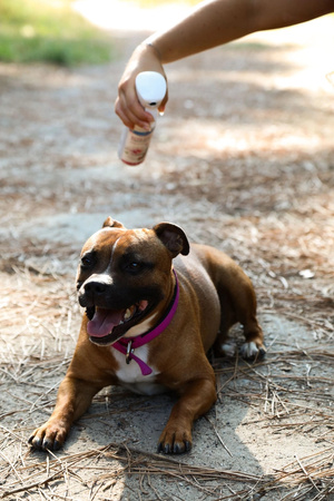 FRANCODEX Mgiełka na pasożyty dla psa i kota ECTO CHOC PARASITES DUO 290 ml