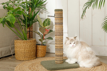 ZOLUX Drapak dla kota słupek BOREAL L 70 cm zielony