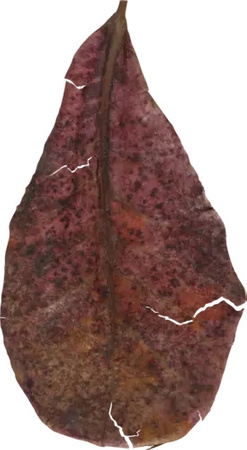 ZOLUX Liście migdałecznika właściwego x14 ograniczają rozwój grzybów