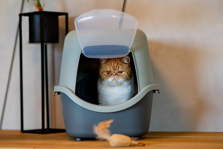 ZOLUX Toaleta dla kota CATHY z filtrem kol. zielony, z recyklingu