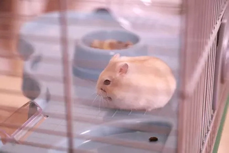 ZOLUX Klatka dla małych gryzoni Panas Colour 80 kol. niebieski