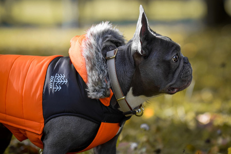 Zolux Ubranko puchowe MOUNTAIN T25 kol. pomarańczowy