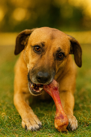 ZOLUX Kość dla psa z szynki parmeńskiej L 370 g