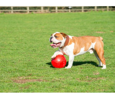 Boomer Ball XL - 10" / 25cm czerwona