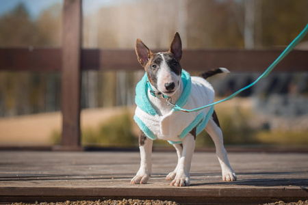 Zolux Sweterek TEDDY T35 kol. kremowy