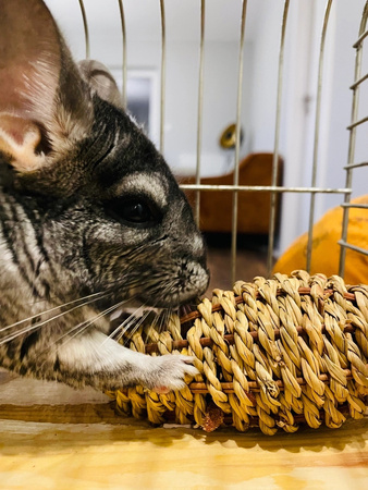 ZOLUX Zabawka dla małych ssaków, marchewka z trawy morskiej EHOP