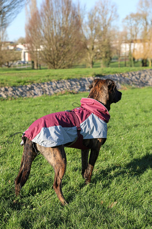 ZOLUX Kurtka przeciwwiatrowa dla psa BIVOUAK 70 cm czerwona
