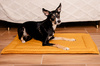 MIMIKO Pets Mata Velvet 100x70cm musztarda