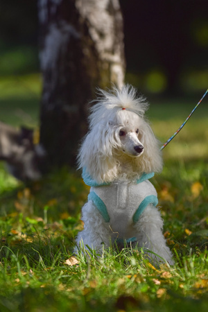 Zolux Sweterek TEDDY T30 kol. kremowy