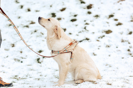 Zolux Smycz dla psa wytrzymała IMAO SCOTT 20 mm/1,2 m kol. niebieski