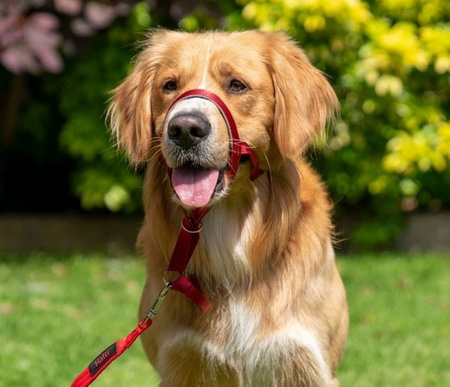 Halti Kantarek - obroża uzdowa rozmiar 4 czarna