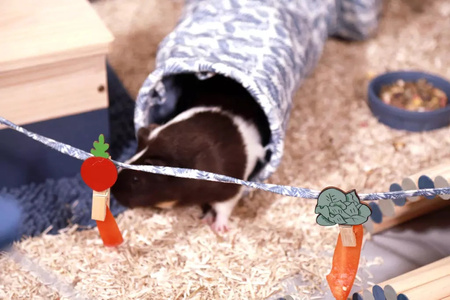 ZOLUX Wybieg dla kawii domowej Neopark NEOLIFE kol.niebieski 105x105x35