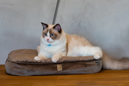 Zolux Poducha dla kota ze zdejmowana poszewką CHAMBORD kol. jasny brąz