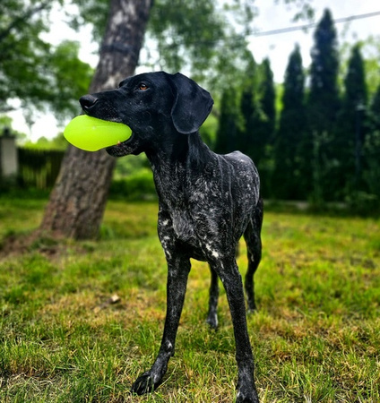 Dingo Zabawka dla psa - Piłka świecąca Play & Glow 14x8cm