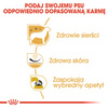 Royal Canin West Highland White Terrier Adult karma sucha dla psów dorosłych rasy west highland white terrier 3kg