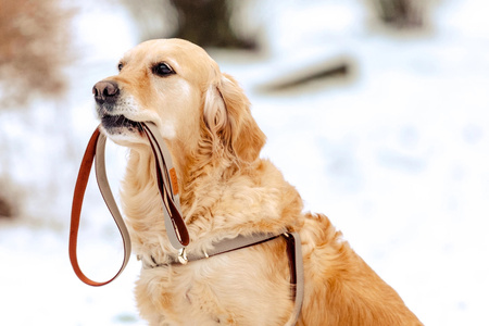 Zolux Smycz dla psa elegancka IMAO MAYFAIR 25 mm/1,2 m kol. szary