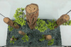 Zolux Ozdoba do akwarium FOREST XL 24,5x11x41 cm
