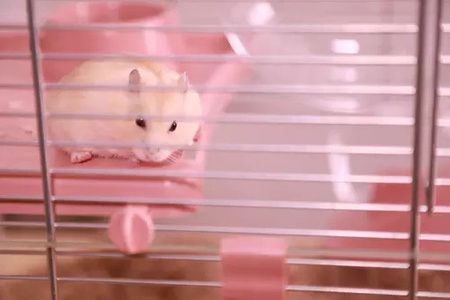 ZOLUX Klatka dla małych gryzoni Panas Colour 80 kol. różowy