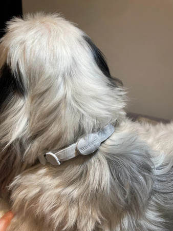 FRANCODEX PL Obroża na kleszcze PREVENDOG 35 cm dla psów do 5 kg - 2 szt